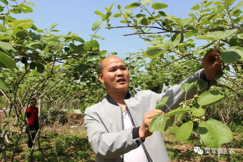 中国农民攻克猕猴桃绝症，太牛啦！