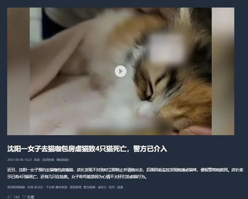 真相大白！贵州文昌阁虐猫事件竟是编造谣言