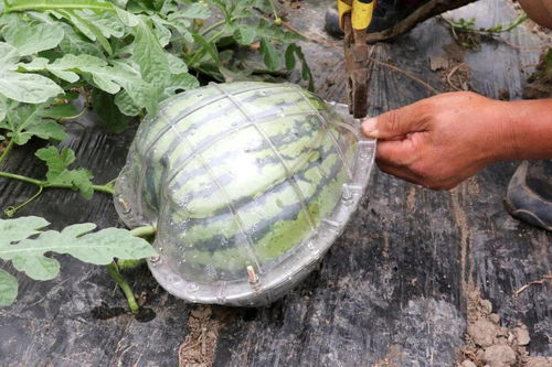女子在瓜地惊现神秘'东西瓜'