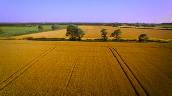 山东丰收时节的农田美景