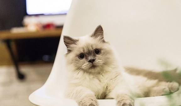 樊振东与拉布布的奇妙相遇：皇马球衣背后的暖心故事