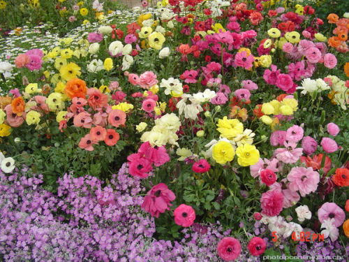 未来手机市场的繁荣景象