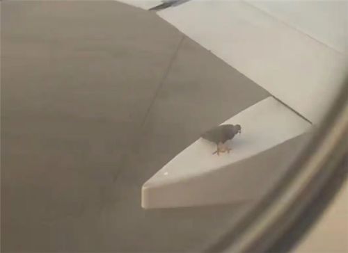 海南航空飞机起飞遇奇景 鸟儿停机翼 白云机场回应