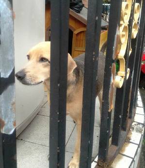 狗主人跑向狗子