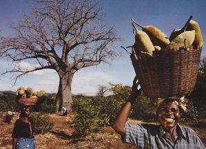 男子和猴面包树合影