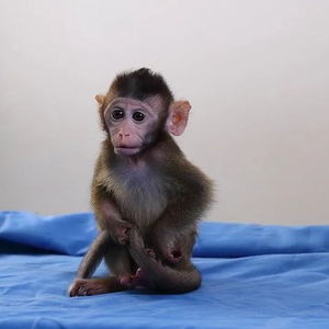 猴子竟成国家战略资源？背后真相大揭秘！