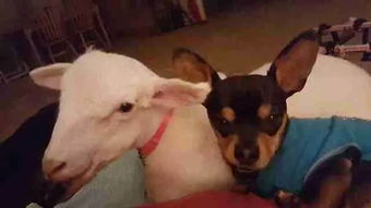 沈石溪助力！看小羊慢成长记