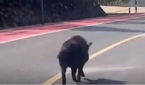 南京梧桐大道惊现成群野猪，游客亲密互动引担忧