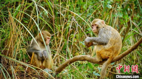 猴子觅食