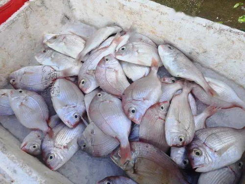 江西小炒食材准备