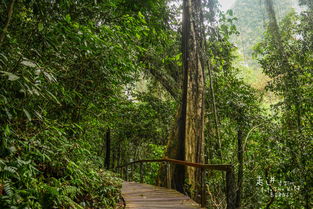 女孩在雨林中探险