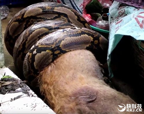 惊现！广东汕尾蟒蛇吞牛犊，保护动物已被放生