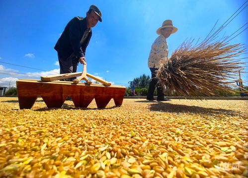 堆满粮食的仓库