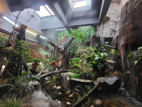 蟒蛇隐藏在草丛中的样子