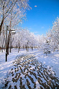 被雪覆盖的路灯