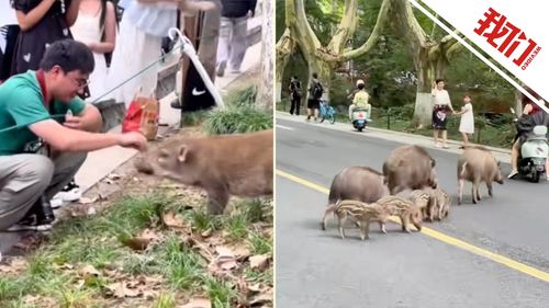 游客喂食野猪