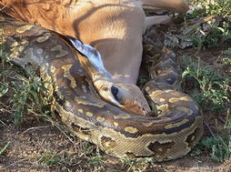 蟒蛇被放生回到大自然的画面