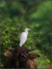 时代变迁下的神奇转变：牛背鹭化身挖机鹭