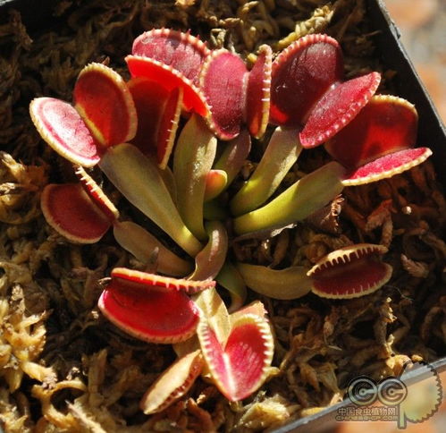 奇趣植物大赏——走进植物吧的世界