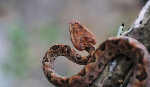 家长带毒蛇飞奔救娃，惊险一幕令人揪心