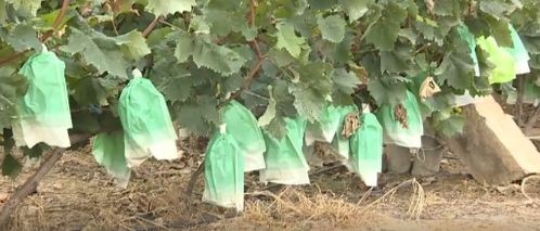 精心挑选的优质阳光玫瑰葡萄串