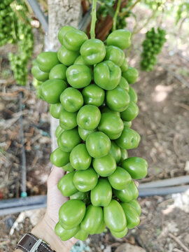 品相差的阳光玫瑰葡萄串