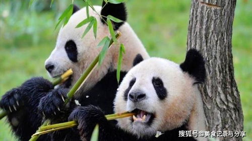 广州惊现超低价！5块就能抱走一只可爱的大熊猫？