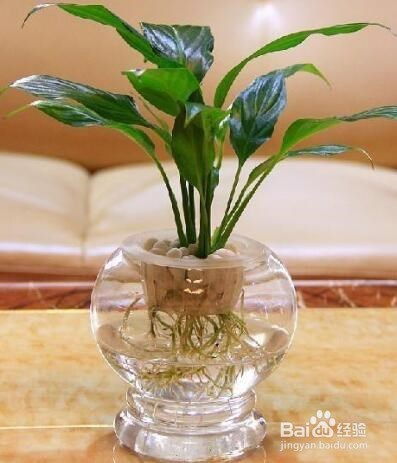 植物成长过程对比