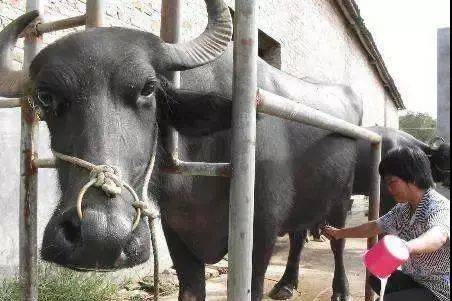 水牛乳养殖画面