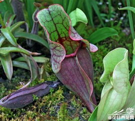 猪笼草外观
