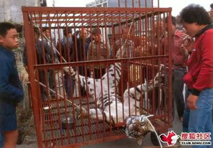 西安某商场竟用小狮子引流？此举引发众人愤怒！