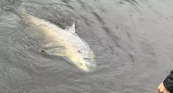 渔网上岸,鱼儿满满当当