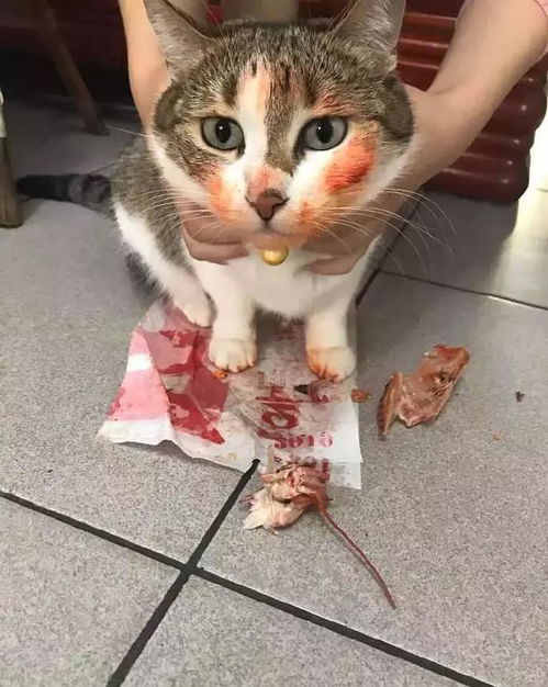 猫咪偷吃零食被抓