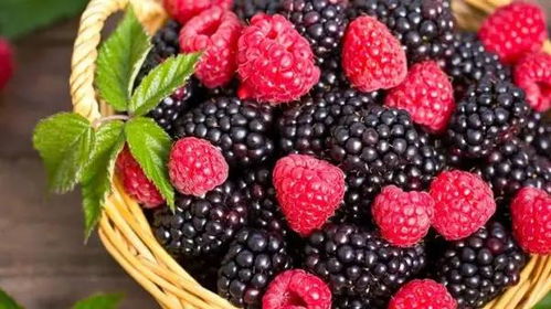 野树莓：超耐活的新一代奶王！