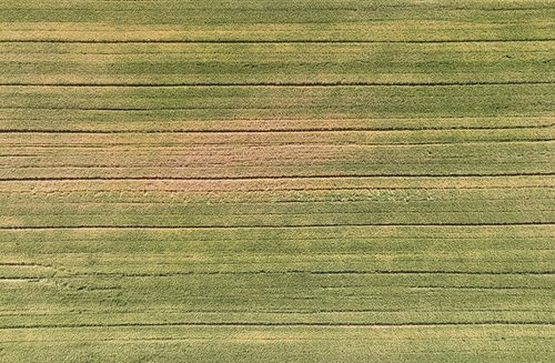 金黄饱满的麦穗