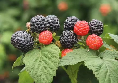 野树莓制作的各种美食