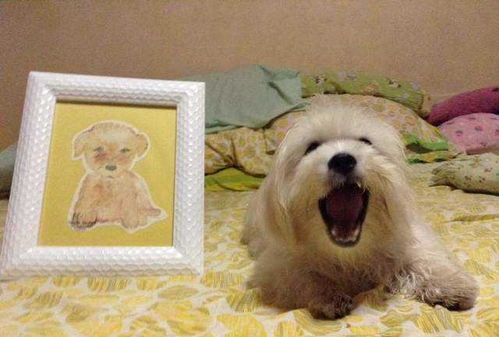 特朗普欲借‘反恐’大做文章，背后有何玄机？