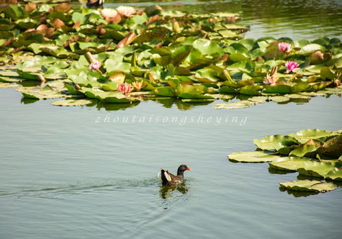 荷叶如陀螺桨般接水又倒水，这奇妙景象你见过吗？