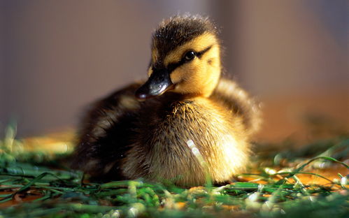 夜读：岁岁鸭、无语菩萨走红，景德镇的惊喜重生之旅