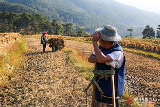 众人在田间搜寻小孩