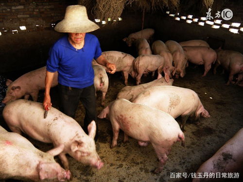 国庆前猪价走势大揭秘！