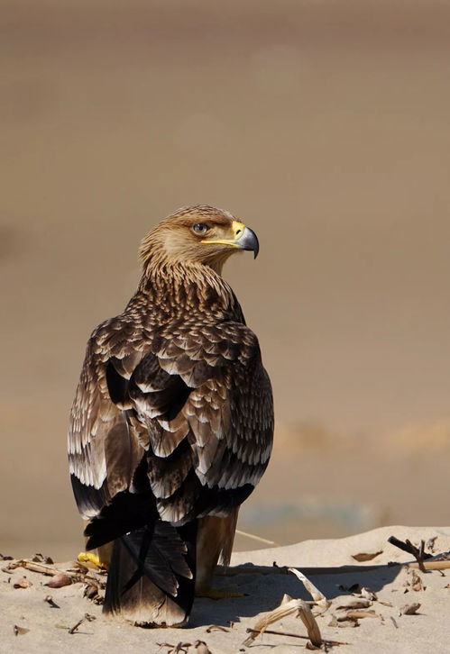始祖鸟在喜马拉雅山脉放烟花？这争议可真不小！