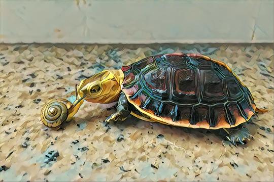 网红龟展搞擦边被吐槽，主办方回应已劝退