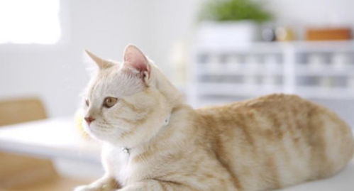 一只可爱的小猫咪坐在书堆上读书