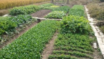 浙大硕士放弃烟草公司高薪 回村过上田园生活