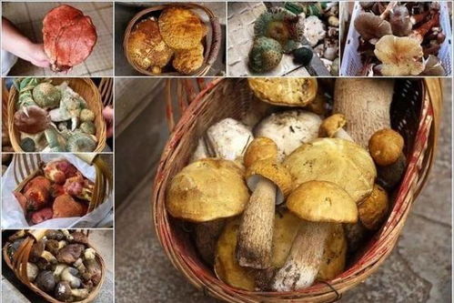 马嘉祺想念云南菌子，粉丝纷纷感慨时光飞逝