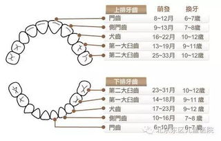爱牙先爱肾？这其中的道理你得知道！