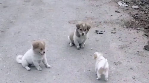 震惊！男子毒杀9条宠物狗一审仅判2年，背后真相令人咋舌