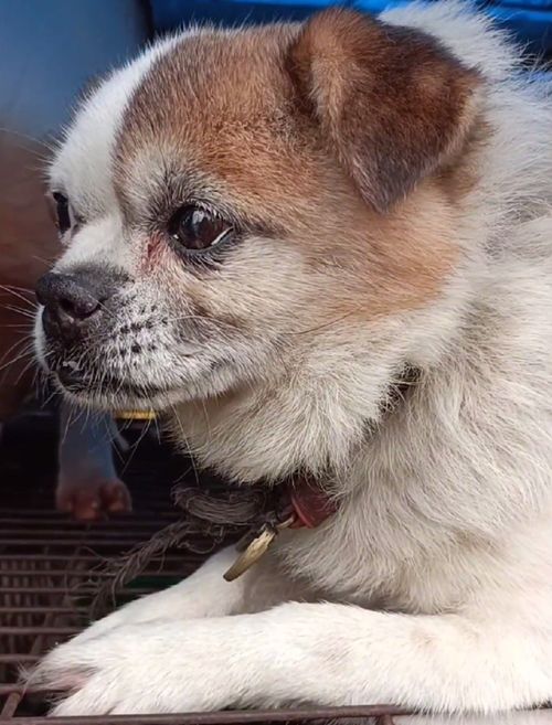 宠物狗戴着项圈躺在地上