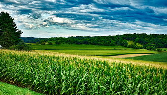 美大豆协会主席拖拉机上喊话特朗普，中国市场太重要！